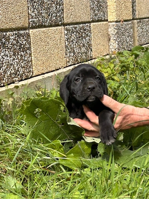 Vând pui Cane Corso  - imagine 2