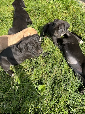 Pui cane corso - imagine 3