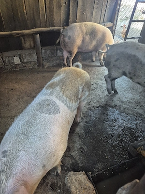 vand porci