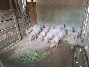 Vând purcei frumoși 9 săptămâni 