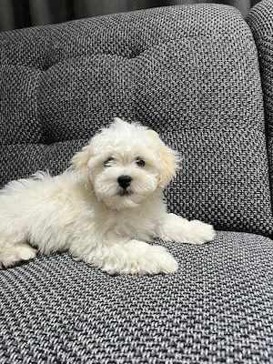 Bichon maltez puiut 2 luni - imagine 5