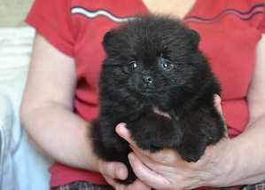 Pomeranian - Sub 3 kg - talie Toy, genetică superioară  - imagine 5