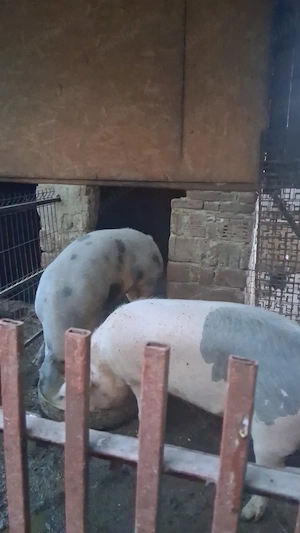 Vând porci crescuți în gospodărie!  - imagine 3