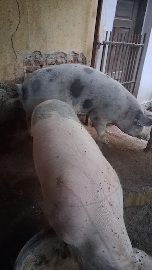 Vând porci crescuți în gospodărie!  - imagine 2