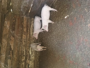 Purcei de vanzare