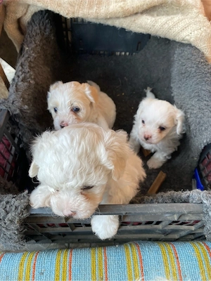 Bichon Maltez rasă pură - imagine 3