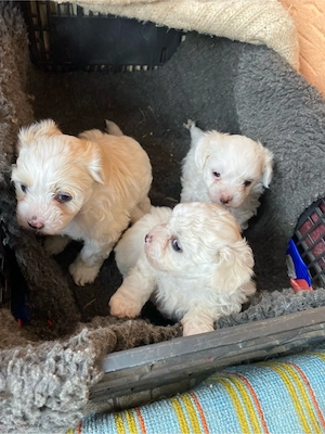 Bichon Maltez rasă pură - imagine 5