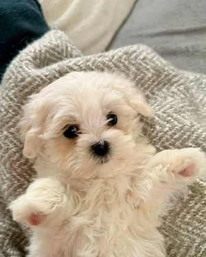 Bichon Maltese cu pedigree 