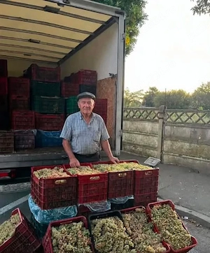 vând struguri de vin fetească regală 