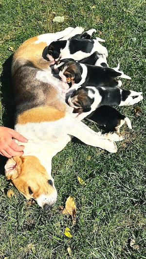 Pui Beagle   5 fetițe și 3 băieței   disponibili pentru rezervare - imagine 3