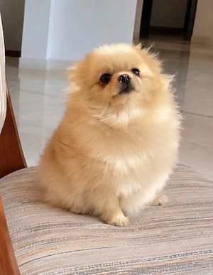  Pomeranian Boo, fetita extra minii cu pedigree ,pasaport !