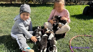 Pui Beagle   5 fetițe și 3 băieței   disponibili pentru rezervare - imagine 2