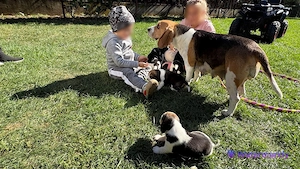Pui Beagle   5 fetițe și 3 băieței   disponibili pentru rezervare - imagine 4