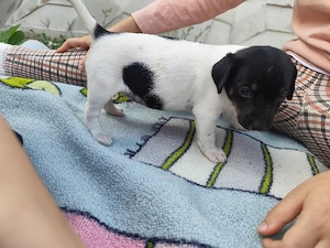 Rezervări femele jack russle terrier - imagine 3