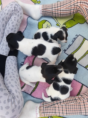 Rezervări femele jack russle terrier - imagine 5