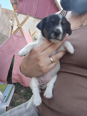 Rezervări femele jack russle terrier - imagine 4