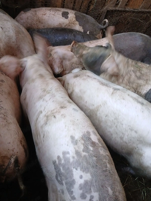 Porci de vânzare!!!