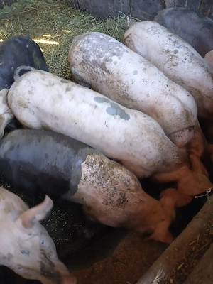Porci de vânzare!!! - imagine 2