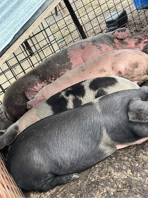 Vand porci pentrru sacrificat!   - imagine 2