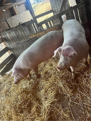 Vand porci pentrru sacrificat!  