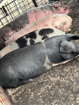 Vand porci pentrru sacrificat!   - imagine 3