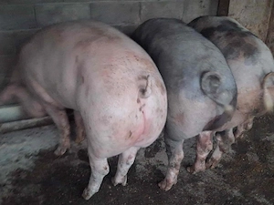  VÂND PORCI   PIETRAIN & LANDRACE