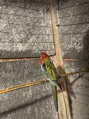 Papagali Rosella - imagine 2