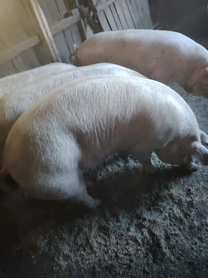 Vând 4 porci frumoși - imagine 4
