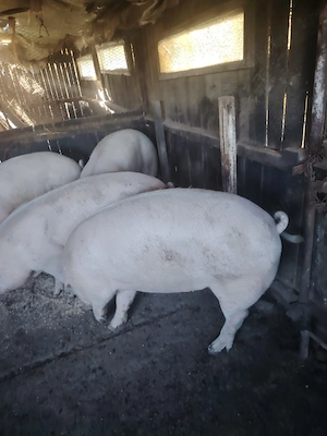 Vând 4 porci frumoși - imagine 3