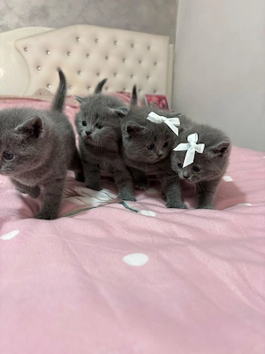 British shorthair blue 