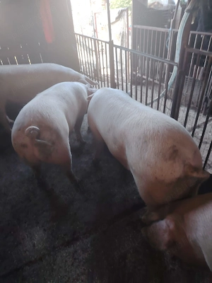 Vând 4 porci frumoși - imagine 2