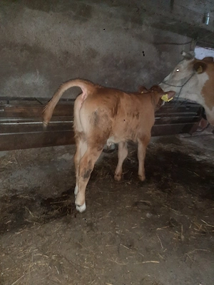 tauras baltat 