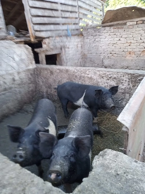 Vand porc bazna si 3 scrofite la 80 kg - imagine 4