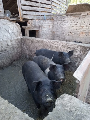 Vand porc bazna si 3 scrofite la 80 kg - imagine 2