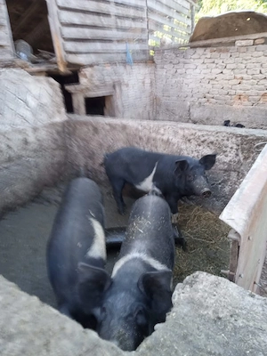 Vand mascure castrat fost vier si 3 scrofite 
