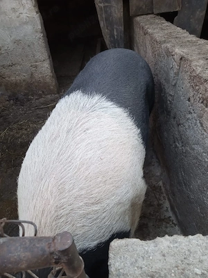 Vand porc bazna si 3 scrofite la 80 kg - imagine 3
