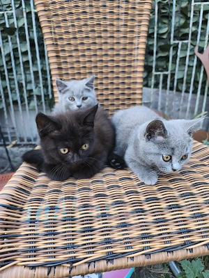 Puiuti British shorthair - imagine 4