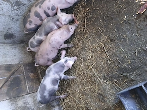 Vând  purcei pietrean cu duroc  mănâncă  bine sunt deparazitați  - imagine 3