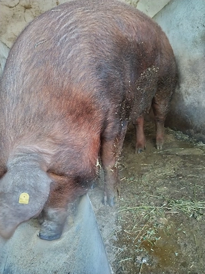 Vând porc duroc de rasă pură! l!  - imagine 5
