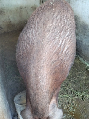 Vând porc duroc de rasă pură! l!  - imagine 3