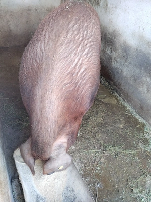 Vând porc duroc de rasă pură! l!  - imagine 4