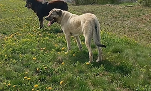 Vând femela ciobanesc kangal  - imagine 3