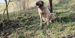 Vând femela ciobanesc kangal  - imagine 2