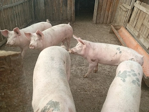 vand porci