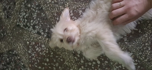 Vând  fetiță bichon  ,3 luni  - imagine 2