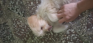 Vând  fetiță bichon  ,3 luni  - imagine 3