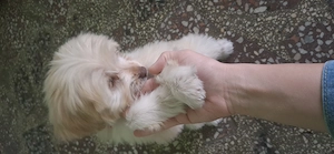 Vând  fetiță bichon  ,3 luni  - imagine 5
