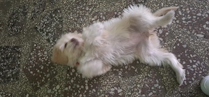 Vând  fetiță bichon  ,3 luni  - imagine 4