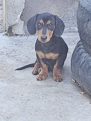 Teckel negru cu pete de foc.