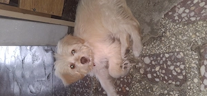 Vând  fetiță bichon  ,3 luni 